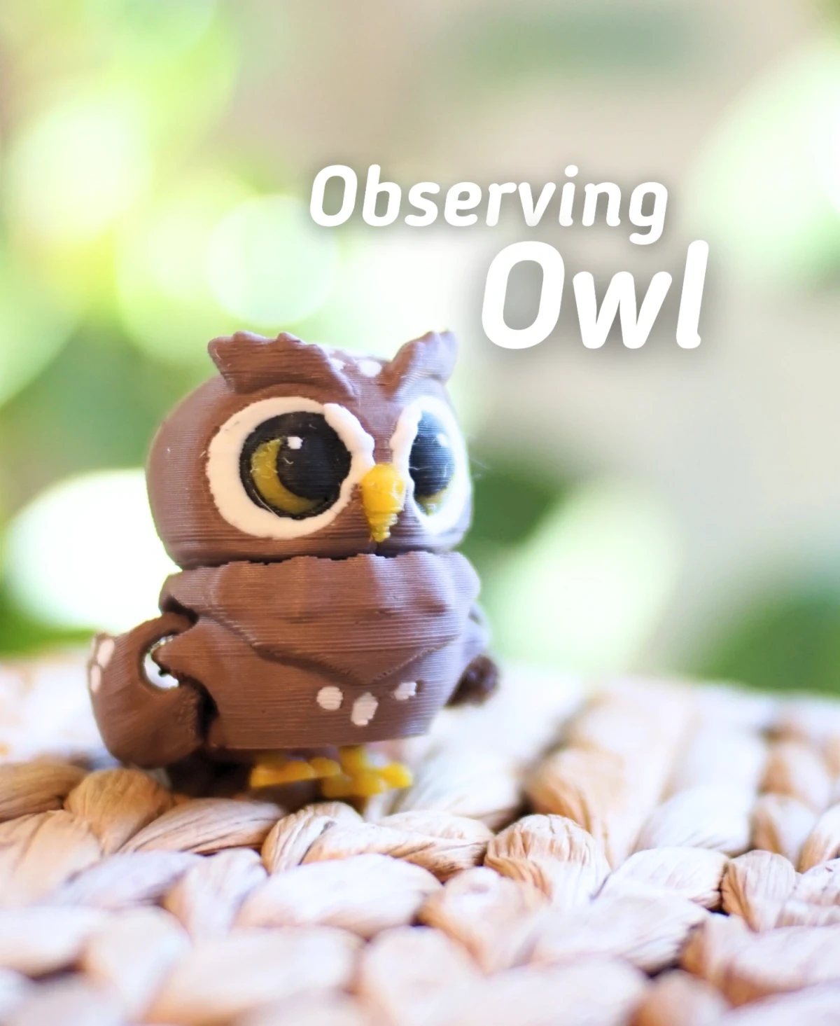 Observing Owl
