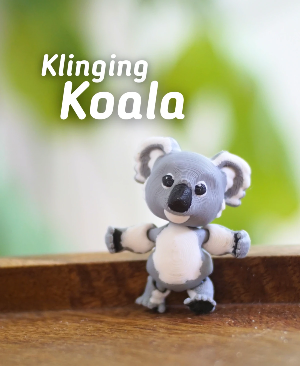 Klinging Koala