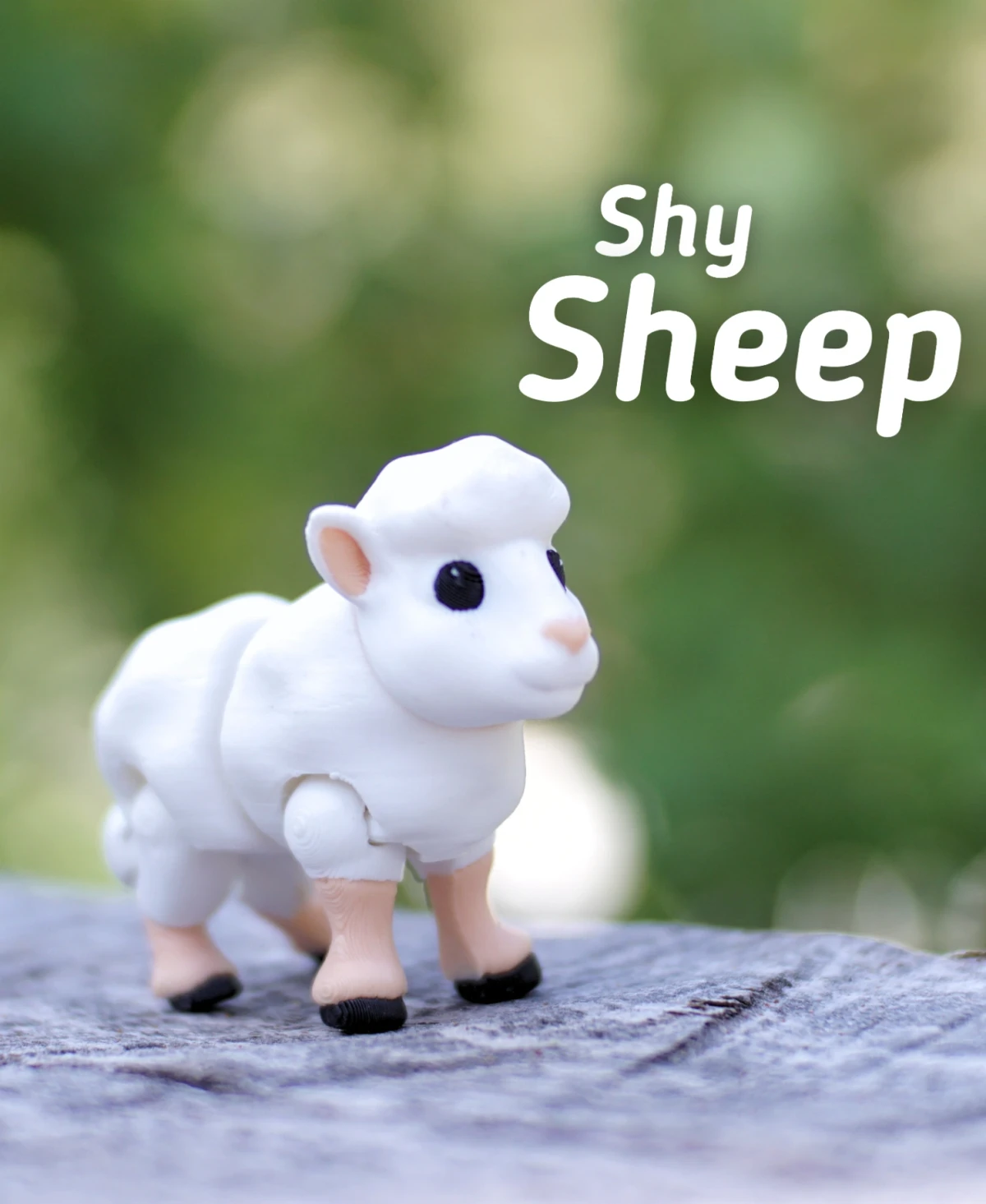 Shy Sheep