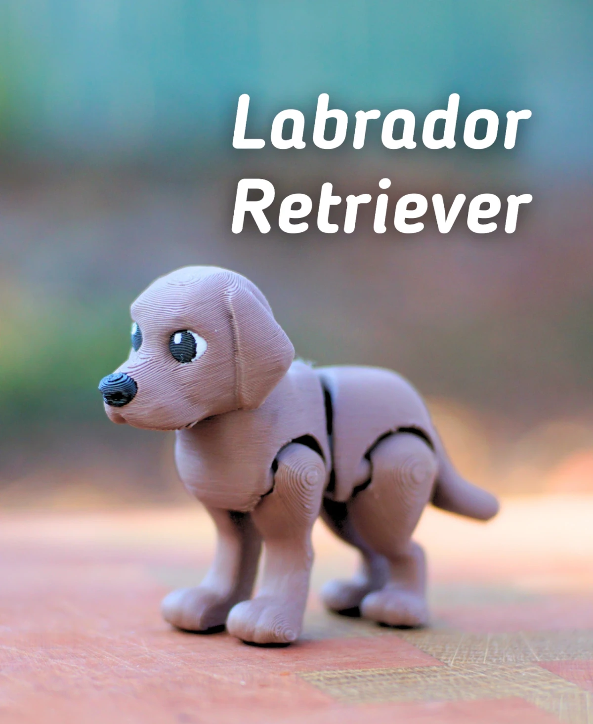Labrador Retriever