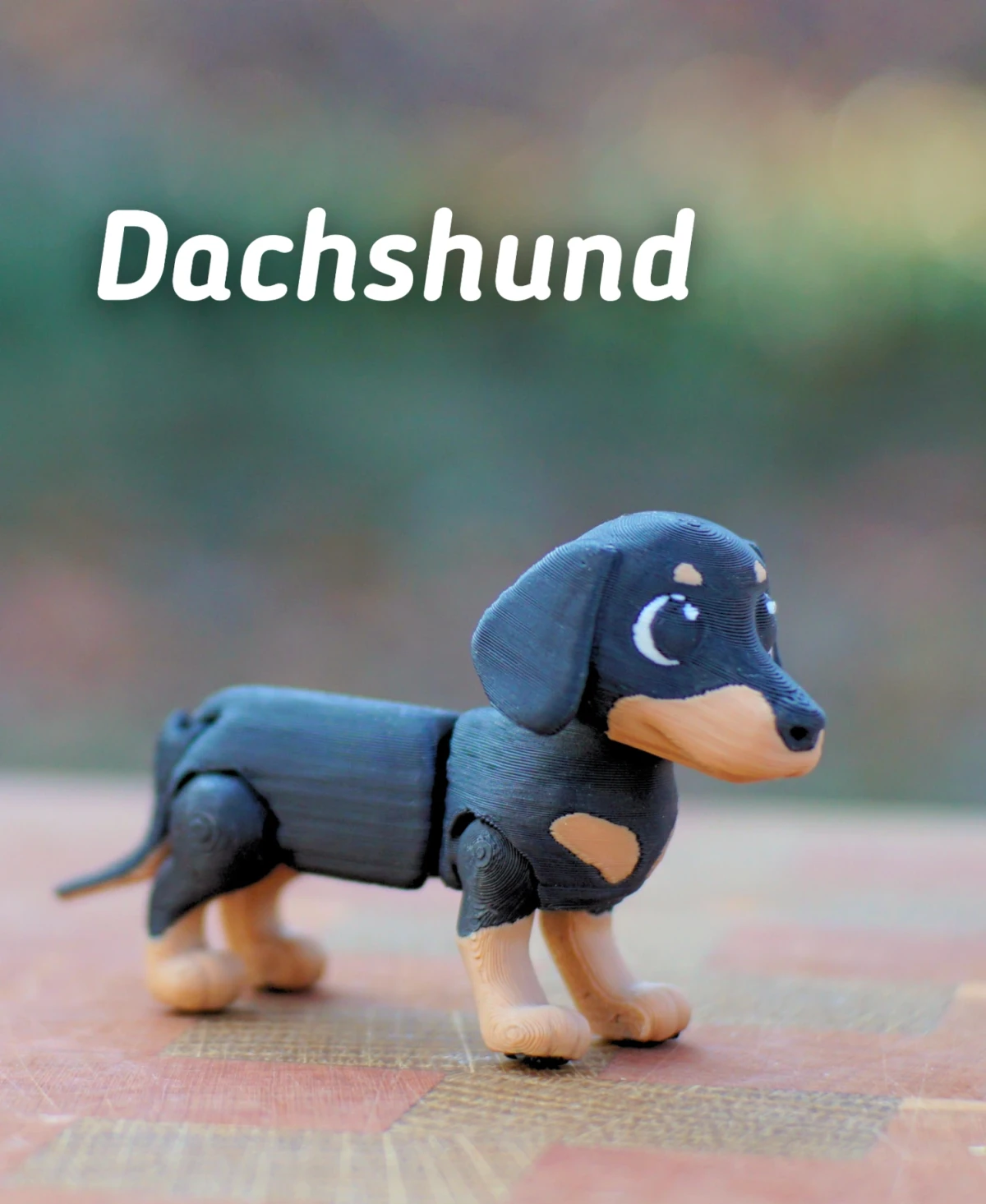Dachshund