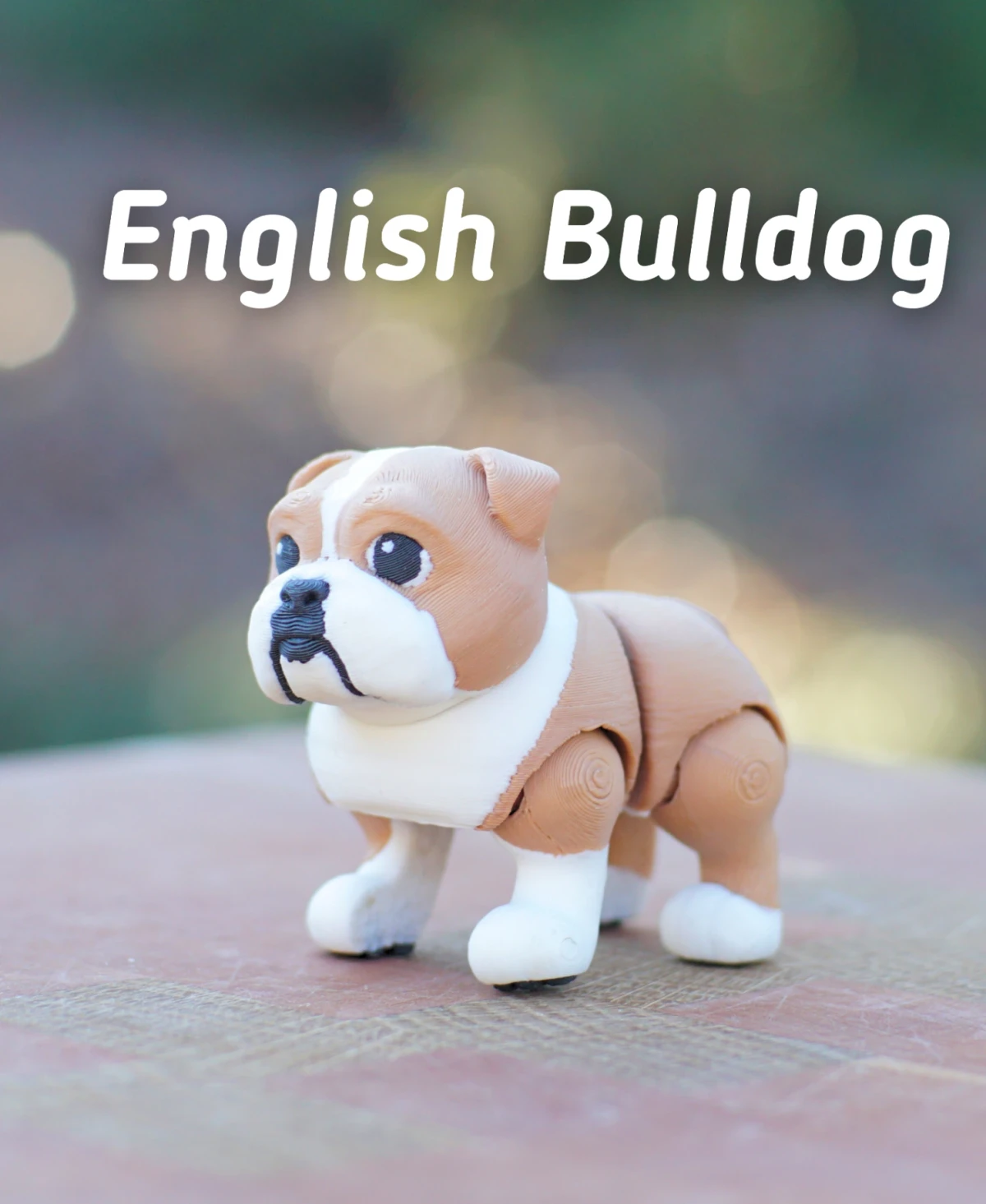 English bulldog