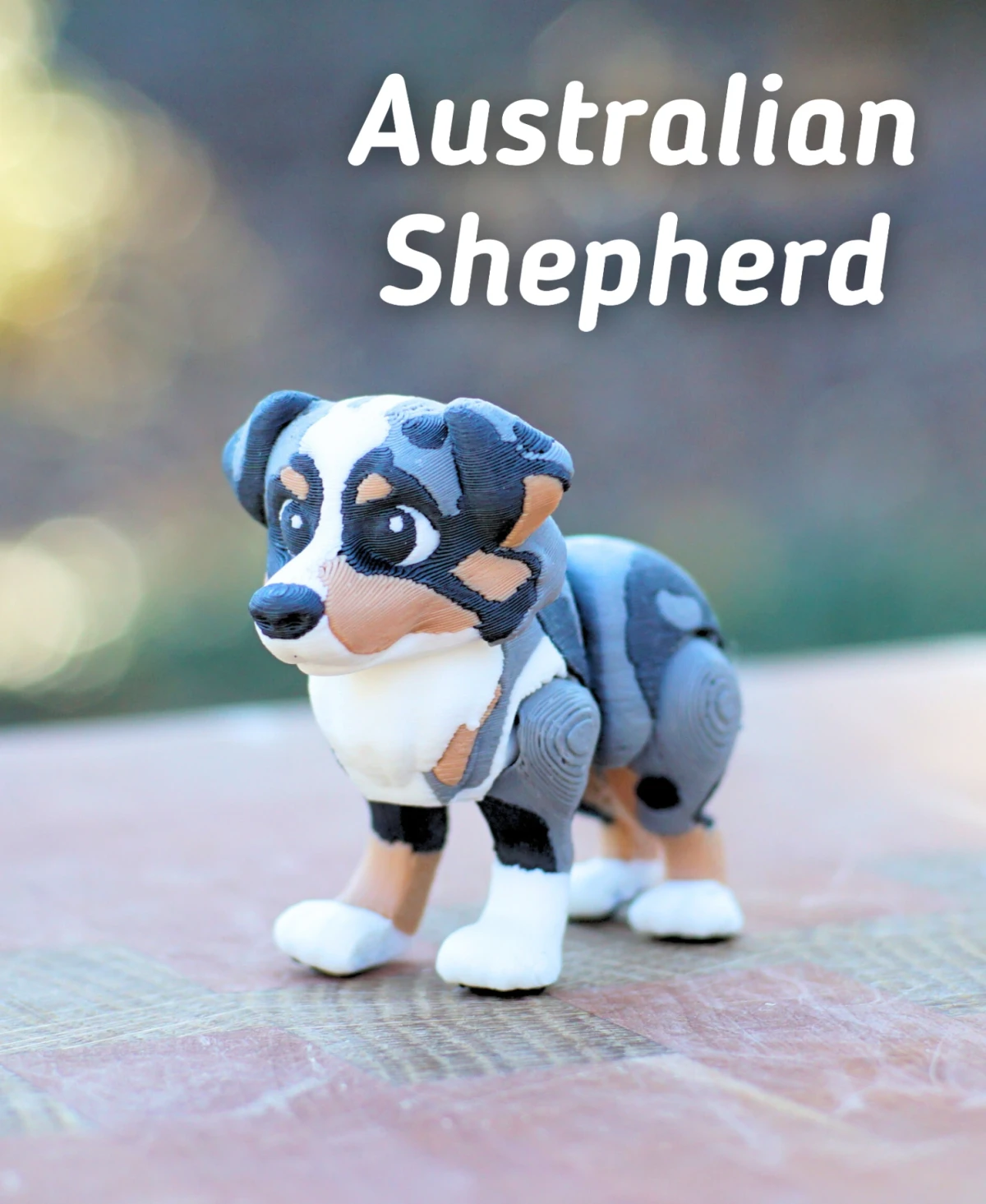 Australian Shepherd