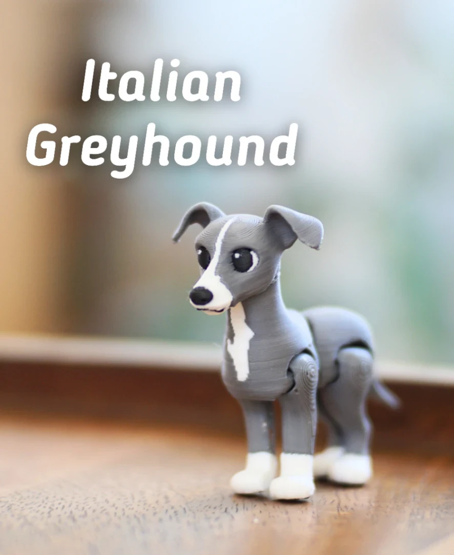 Italian Greyhound