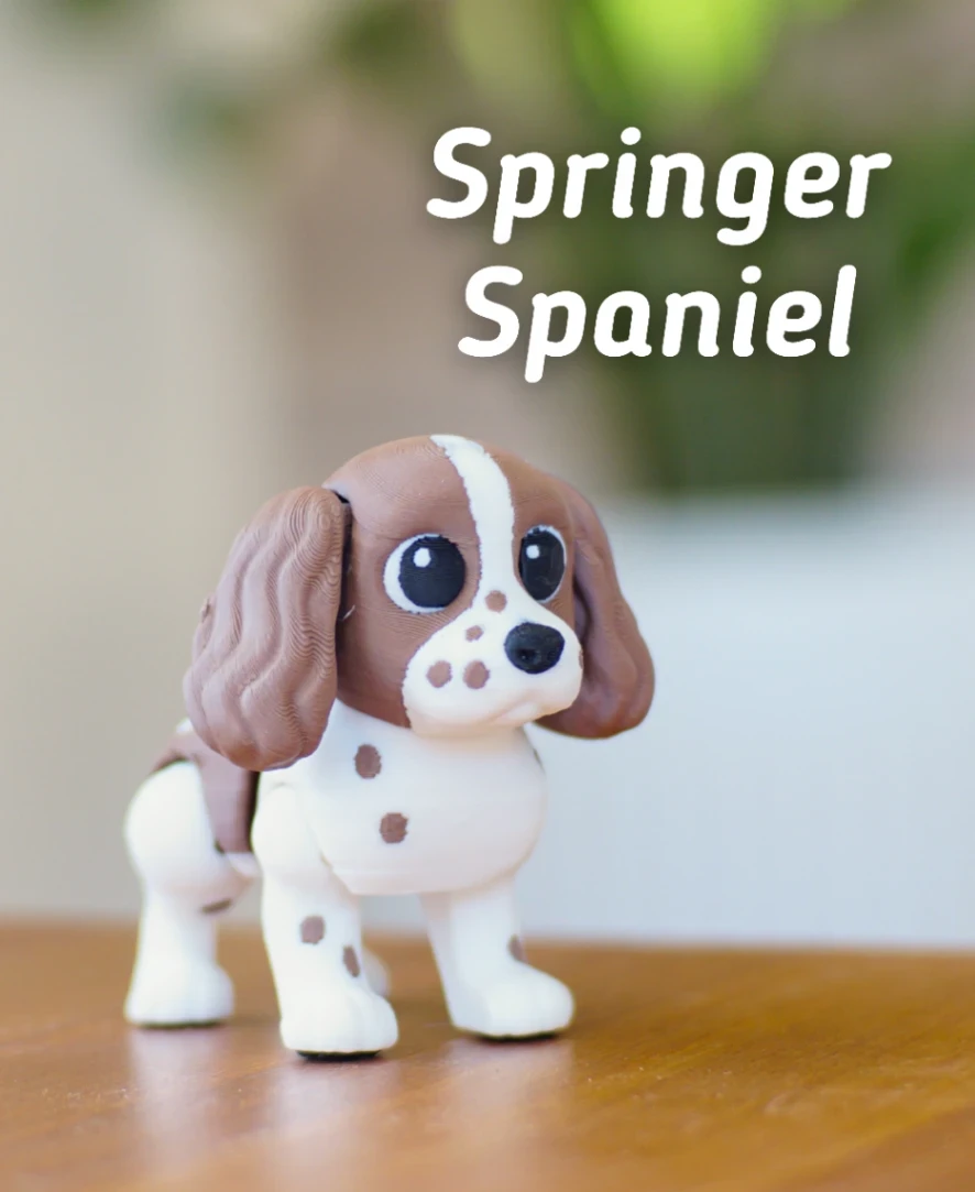 Springer Spaniel