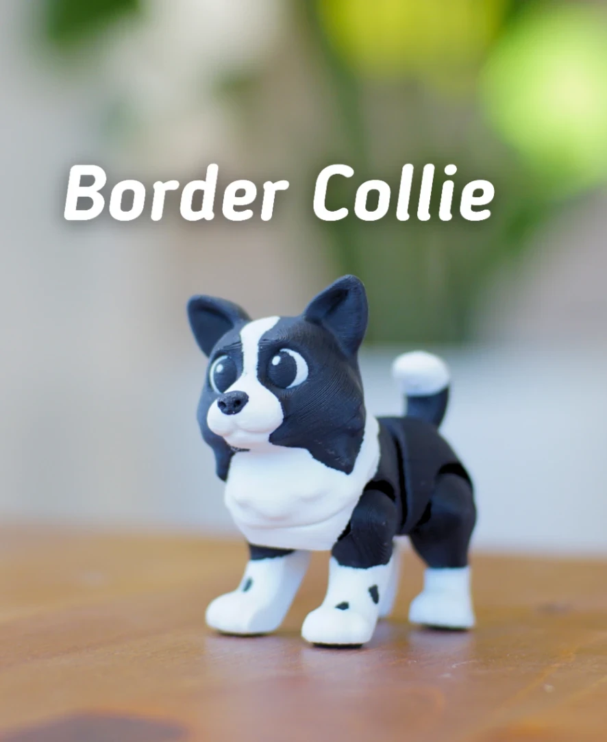 Boarder Collie