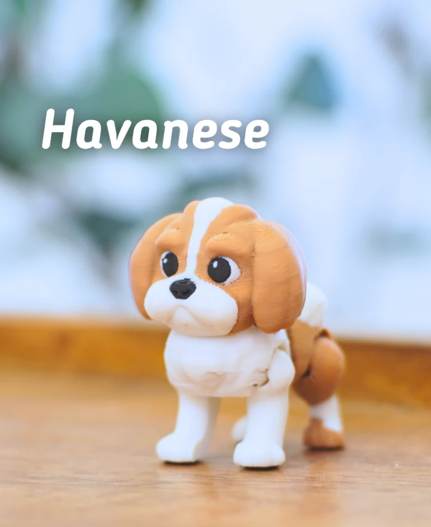Havanese