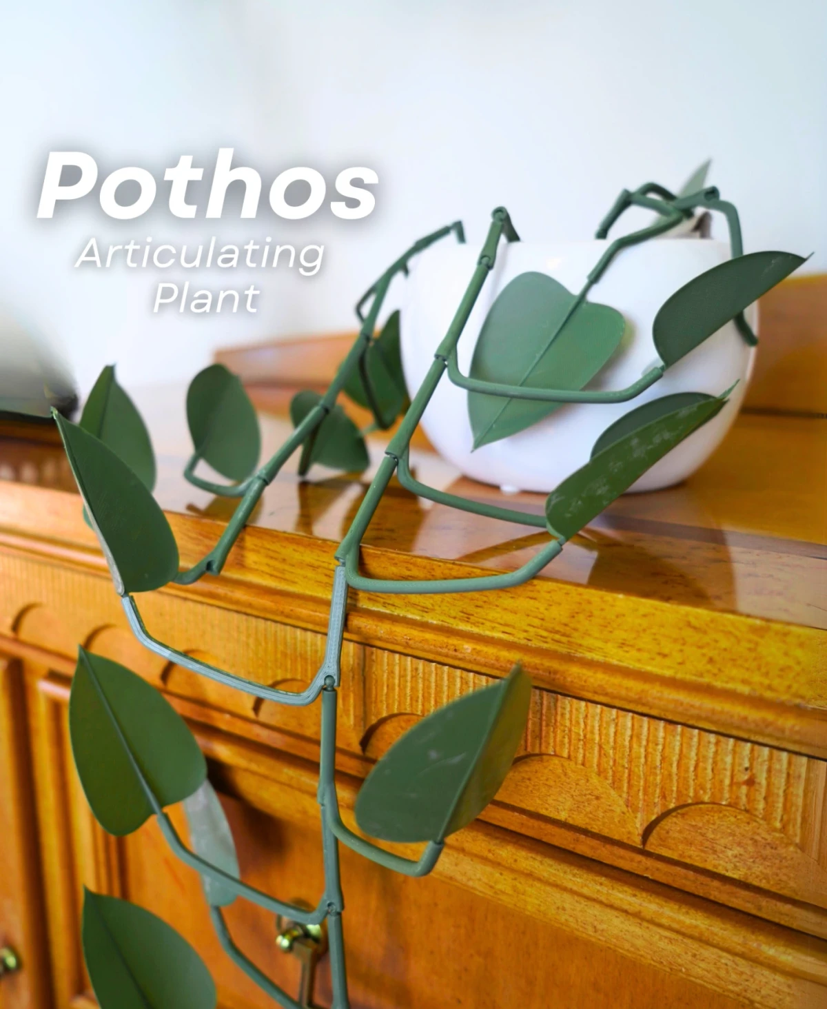 Pothos