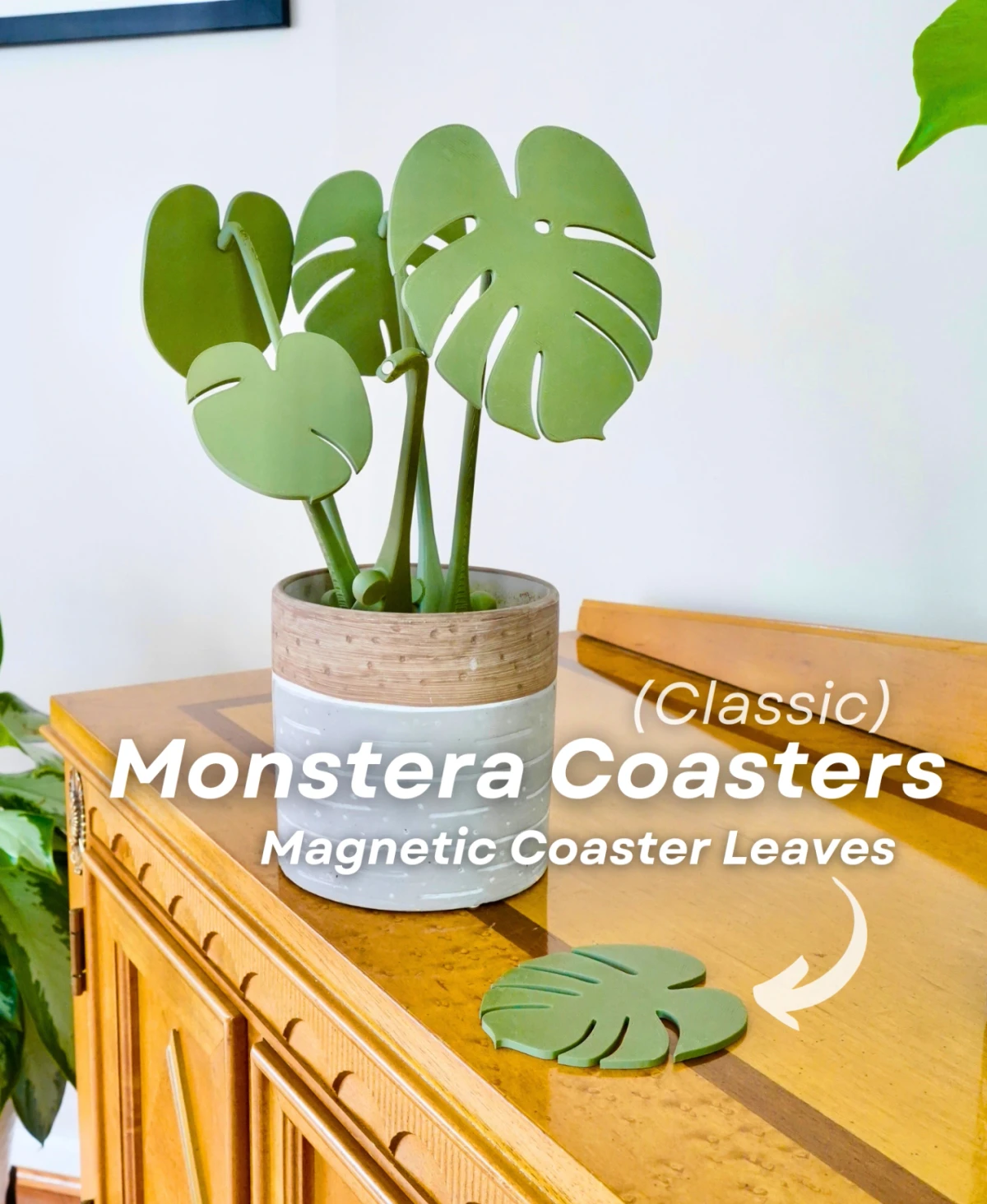 Monstera Coaster Gen 1
