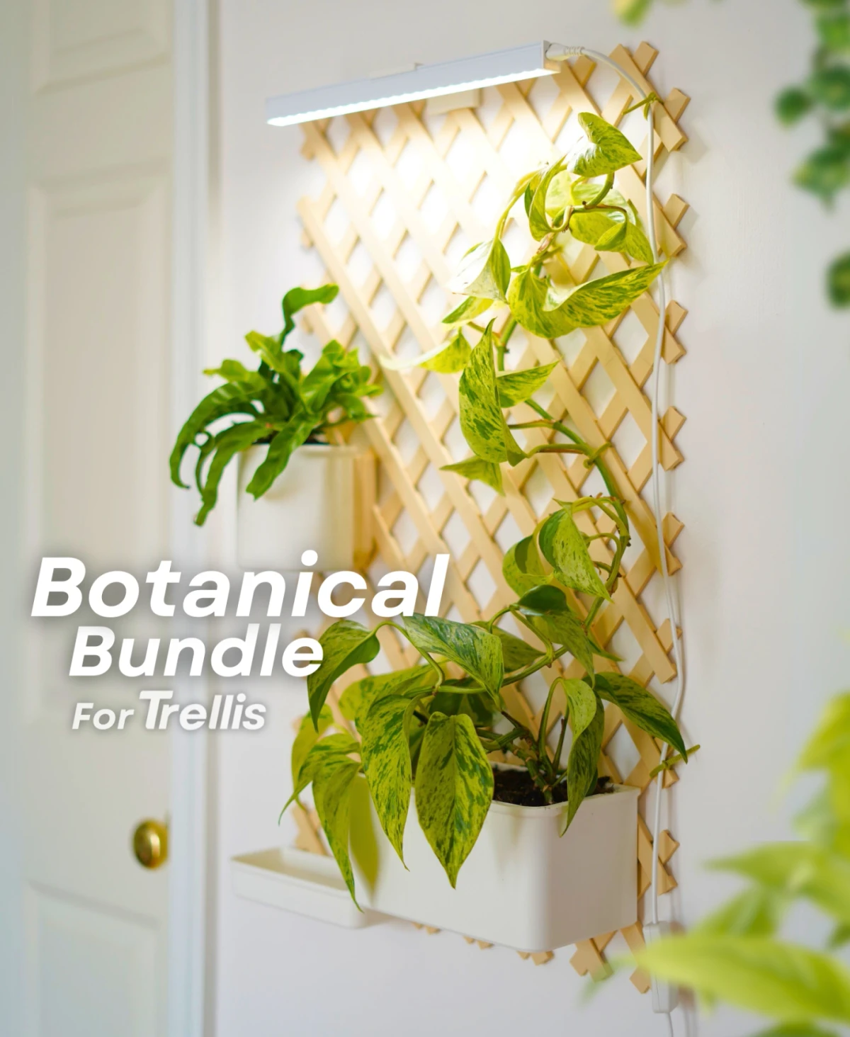 Botanical Bundle