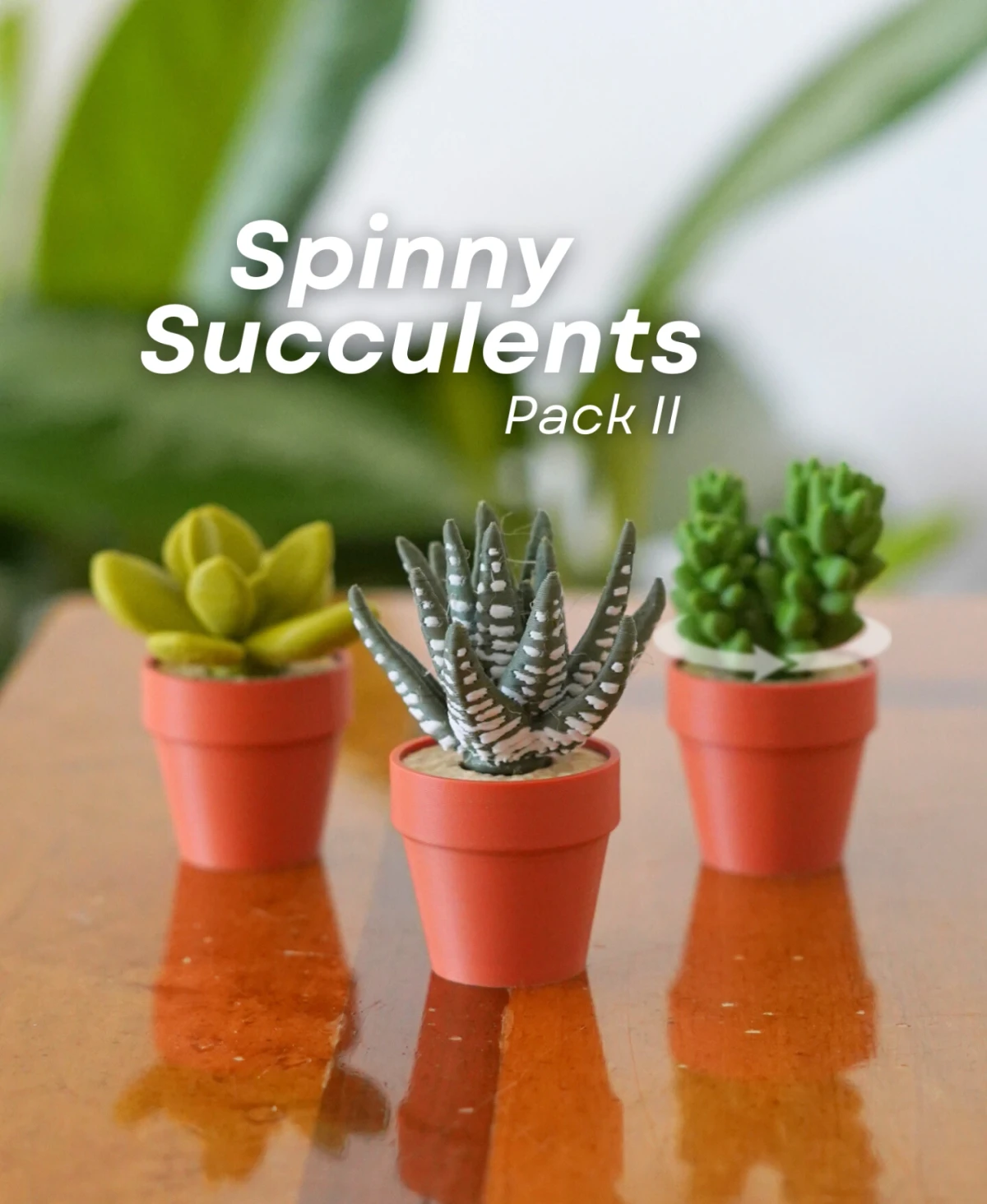 Spinny Succulents Pack II